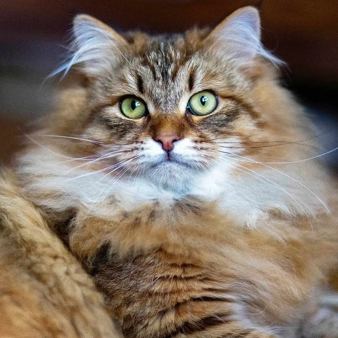 Willow a rejoint le concours — aidez-le/la à gagner de superbes lots ! abyssinian, angora, animal, brasssection, cat, horn, kitten, manx, musicalinstrument, pet, snout