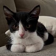Winston is registered to the contest to win money with this photo: animal, black_and_white, cat, close_up, couch, cute, domestic_animal, ears, eyes, feline, fur, indoor, nose, paws, pet, portrait, relaxed, sitting, tuxedo_cat, whiskers
