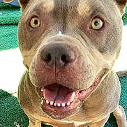 Willow Grace is registered to the contest to win money with this photo: dog, close_up, smiling, happy, outdoor, pet, canine, fur, sitting, green_carpet, animal, tongue, teeth, ears, eyes, nose, friendly, playful, companion, cute