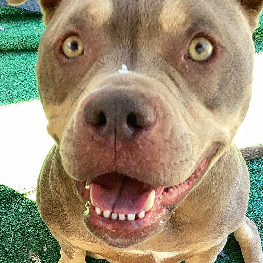 Willow Grace is registered to the contest to win money with this photo: animal, canine, close_up, companion, cute, dog, ears, eyes, friendly, fur, green_carpet, happy, nose, outdoor, pet, playful, sitting, smiling, teeth, tongue