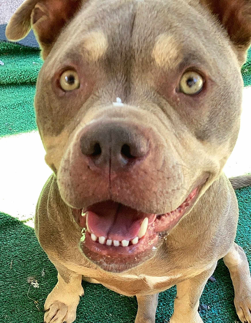 Willow Grace is registered to the contest to win money with this photo: dog, close_up, smiling, happy, outdoor, pet, canine, fur, sitting, green_carpet, animal, tongue, teeth, ears, eyes, nose, friendly, playful, companion, cute