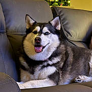 Piper is registered to the contest to win money with this photo: dog, husky, sitting, couch, indoor, pet, happy, tongue_out, fur, heterochromia, leather_furniture, living_room, christmas_tree, holiday, decorations, cozy, animal, mammal, portrait, smiling