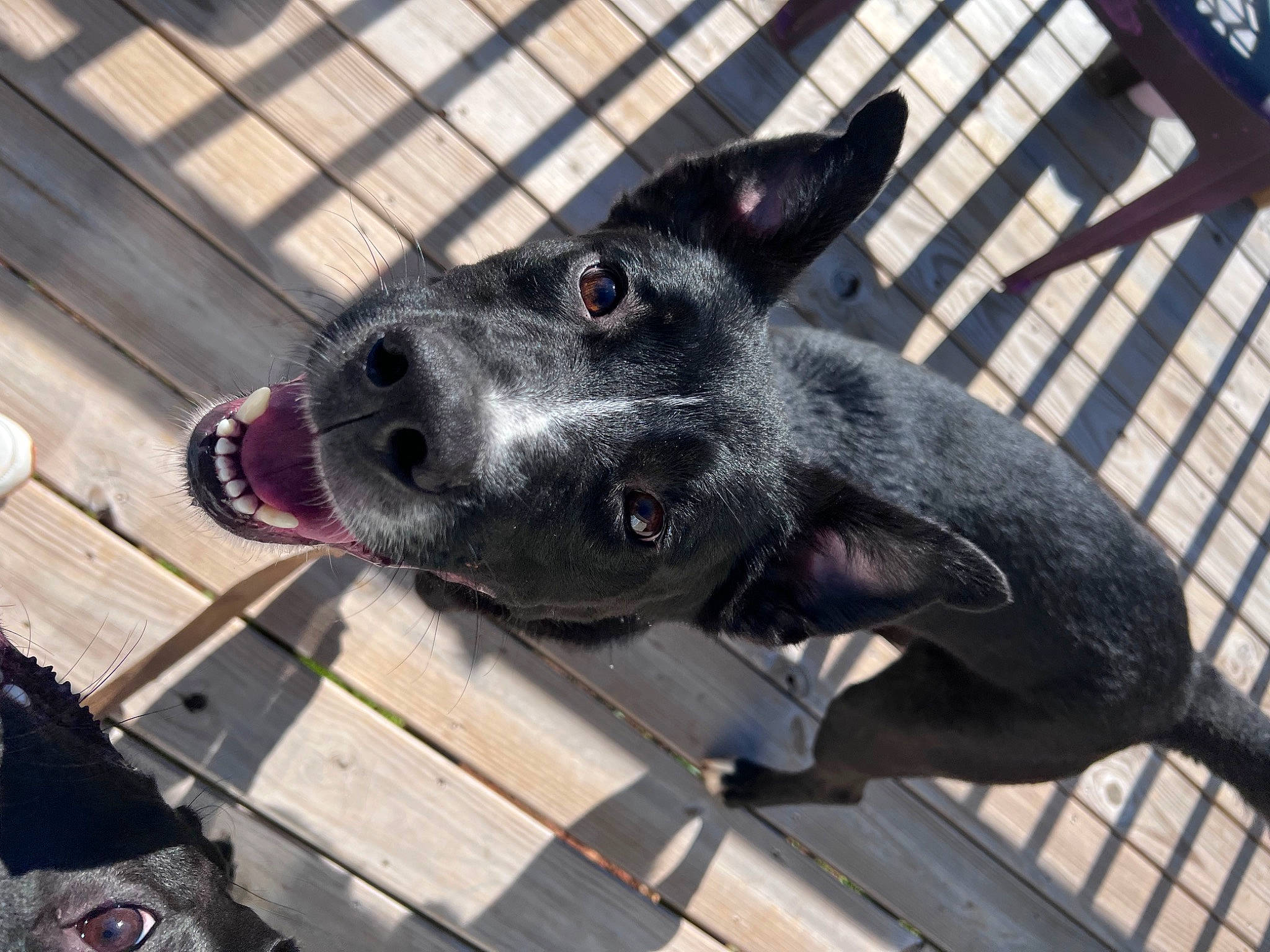 Puck joined the competition — help win amazing prizes! australian_cattle_dog, australian_stumpy_tail_cattle_dog, canidae, carnivore, collar, companion_dog, dog, dog_breed, dog_collar, dog_supply, fawn, fence, grey, metal, pet_supply, snout, sporting_group, whiskers, wood, working_animal