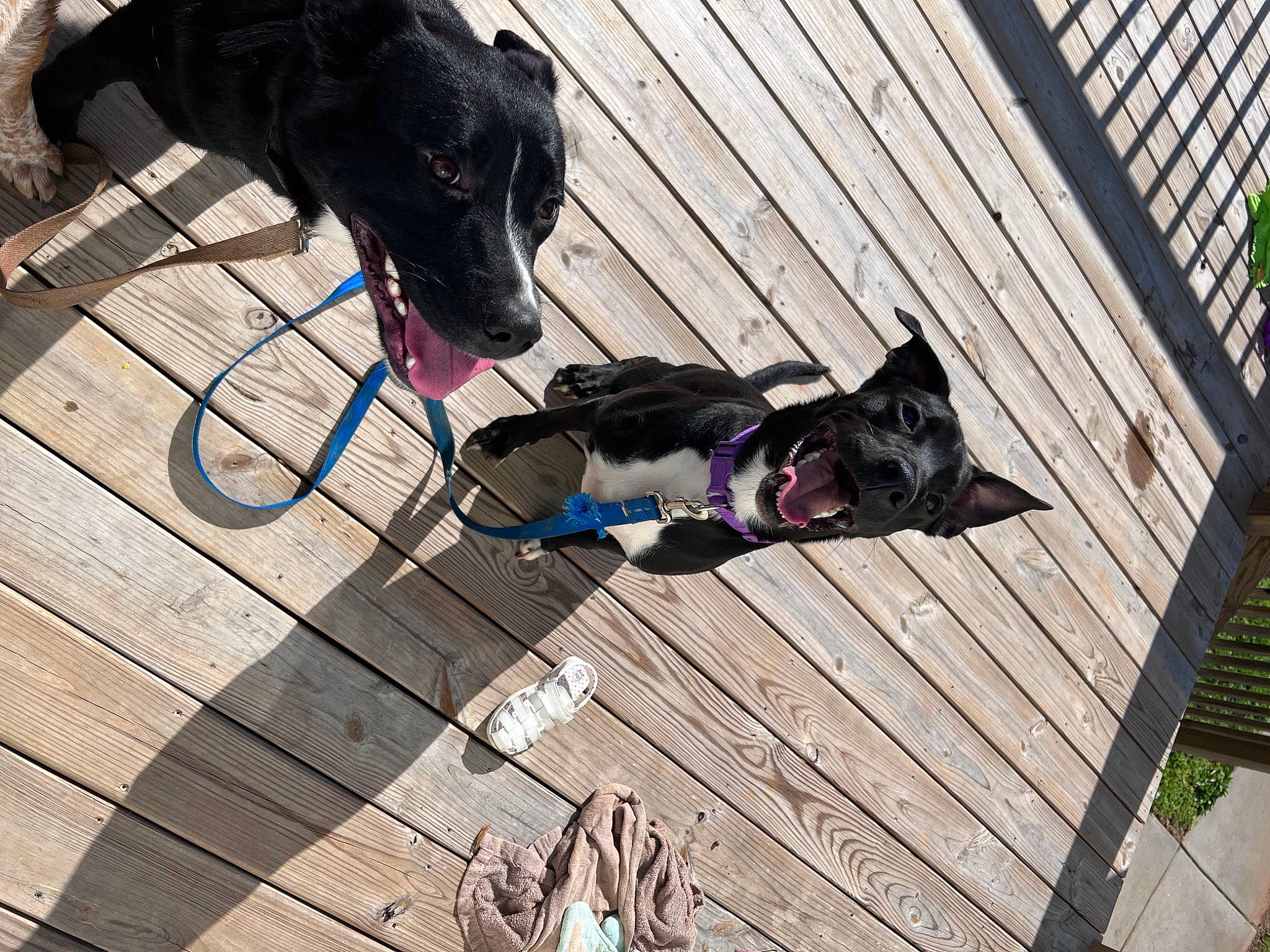 Puck is registered to the contest to win money with this photo: canidae, carnivore, collar, companion_dog, deck, dog, dog_breed, dog_collar, dog_supply, electric_blue, fashion_accessory, guard_dog, hardwood, leash, pet_supply, plank, recreation, sporting_group, wood, working_animal