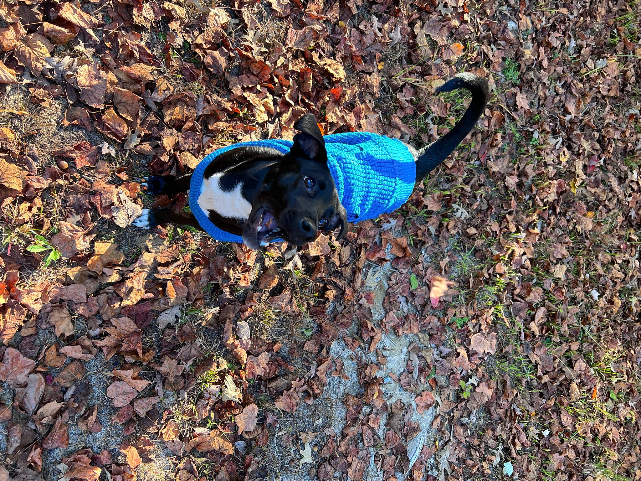 Franklin is registered to the contest to win money with this photo: asphalt, beak, deciduous, electric_blue, feather, grass, groundcover, pattern, people_in_nature, phasianidae, plant, road_surface, shadow, sidewalk, soil, sporting_group, tail, tar, tree, wildlife