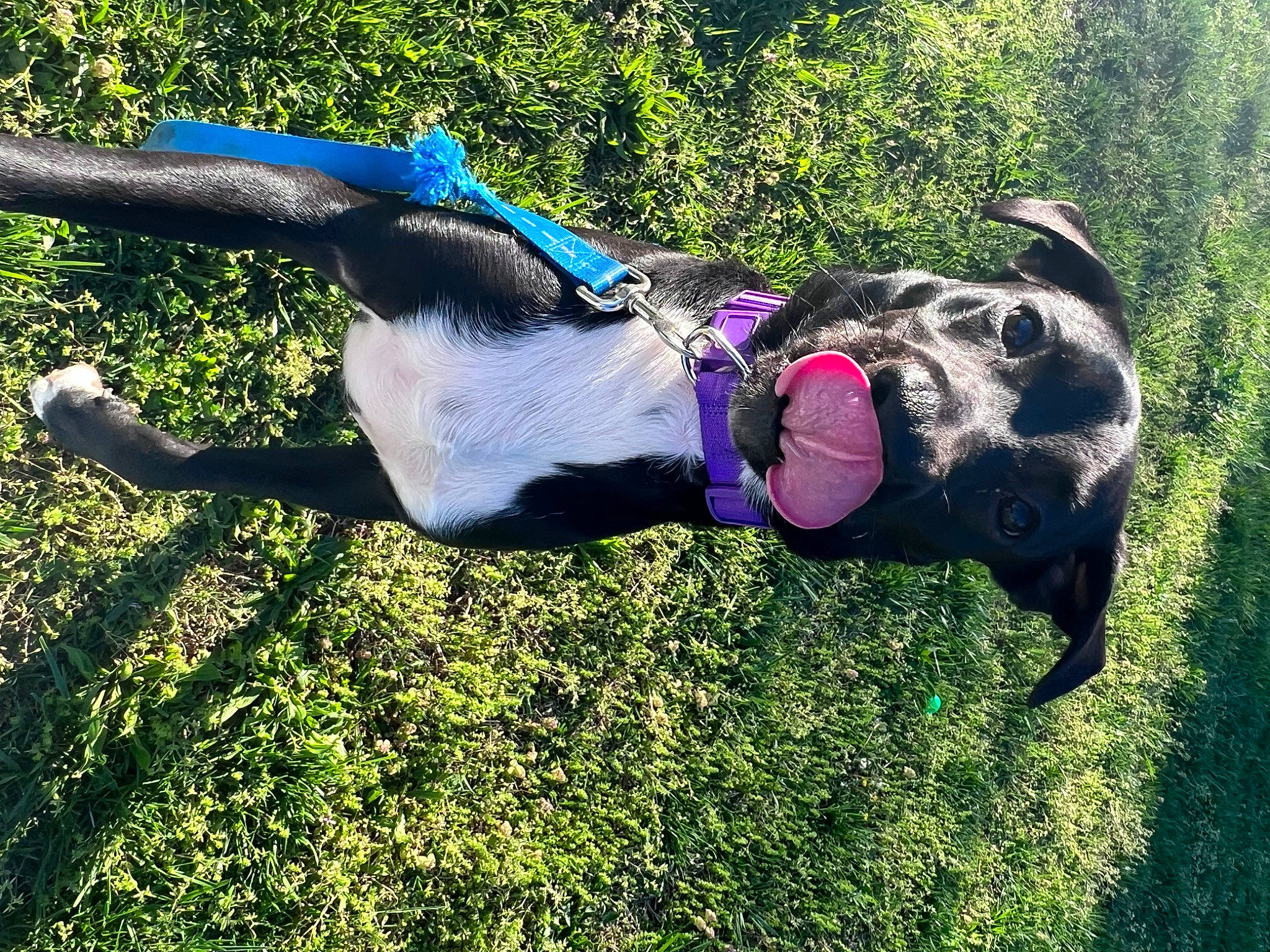 Franklin joined the competition — help win amazing prizes! canidae, carnivore, collar, companion_dog, dog, dog_breed, dog_collar, dog_supply, electric_blue, fashion_accessory, fawn, grass, leash, pet_supply, plant, shrub, sporting_group, tail, tree, working_animal