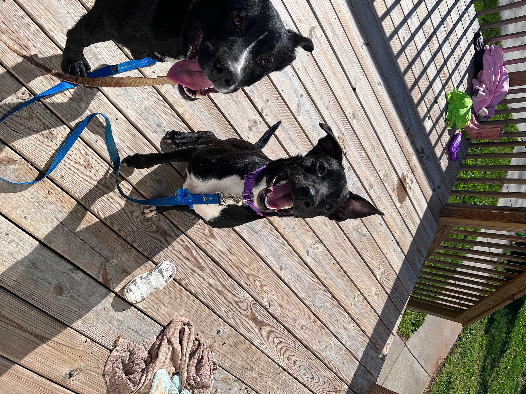 Franklin joined the competition — help win amazing prizes! canidae, carnivore, collar, companion_dog, dog, dog_breed, dog_collar, dog_supply, electric_blue, flooring, guard_dog, hardwood, leash, pet_supply, plank, plant, tail, vertebrate, wood, working_animal