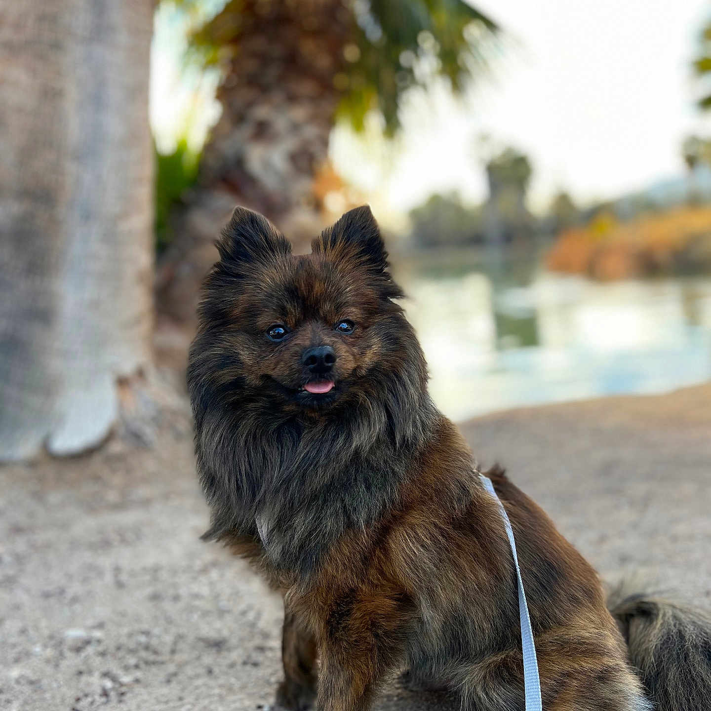 Oso joined the competition — help win amazing prizes! animal, black_fur, brown_fur, calm, canine, daylight, dog, fluffy, fur, leash, nature, outdoor, palm_tree, pet, portrait, sand, sitting, sunny, tongue_out, water