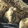 cat, green_eyes, fur, paw, blanket, sunlight, cozy, relaxed, cute, pet, animal, indoor, nap, soft, whiskers, bed, sleepy, feline, closeup, resting