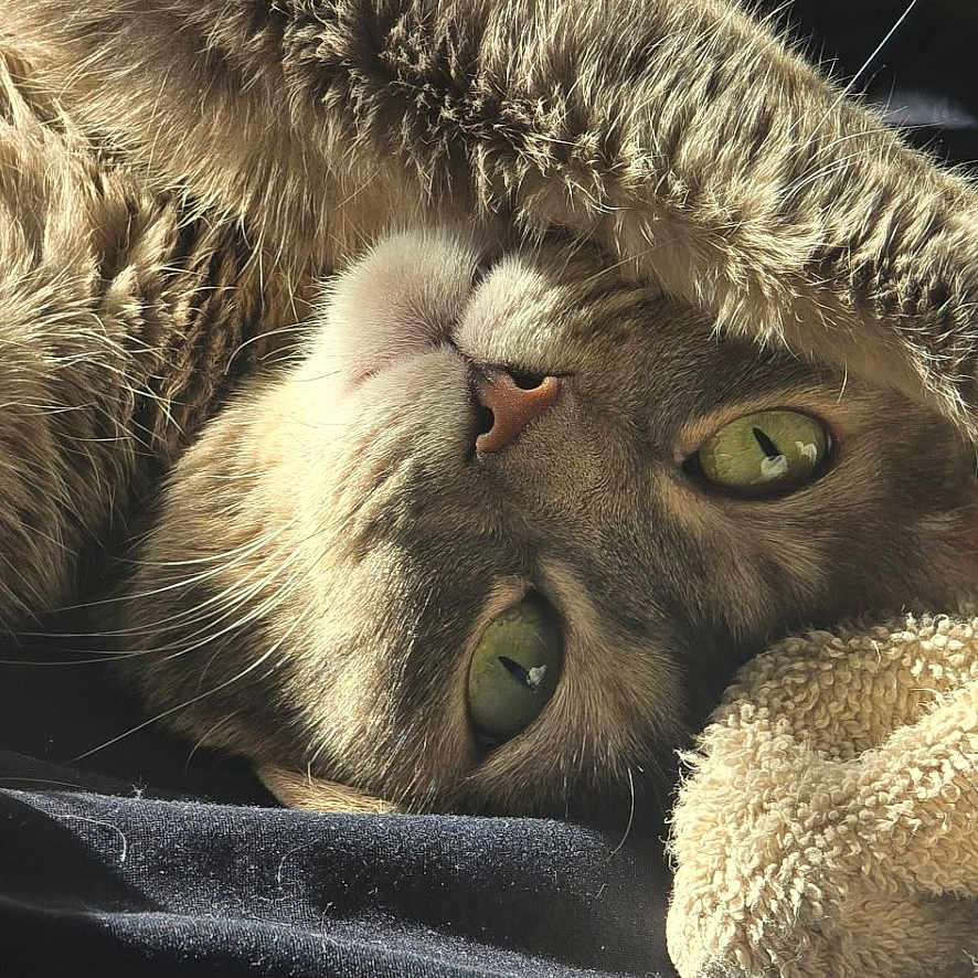 Jonesy