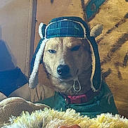 Rabbit is registered to the contest to win money with this photo: animal, blanket, collar, cozy, dog, expression, face, fur, furniture, hat, indoors, pet, pillow, plaid, portrait, relaxed, sitting, trappler_hat, warm, wooden_wall