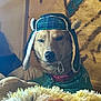 animal, blanket, collar, cozy, dog, expression, face, fur, furniture, hat, indoors, pet, pillow, plaid, portrait, relaxed, sitting, trappler_hat, warm, wooden_wall