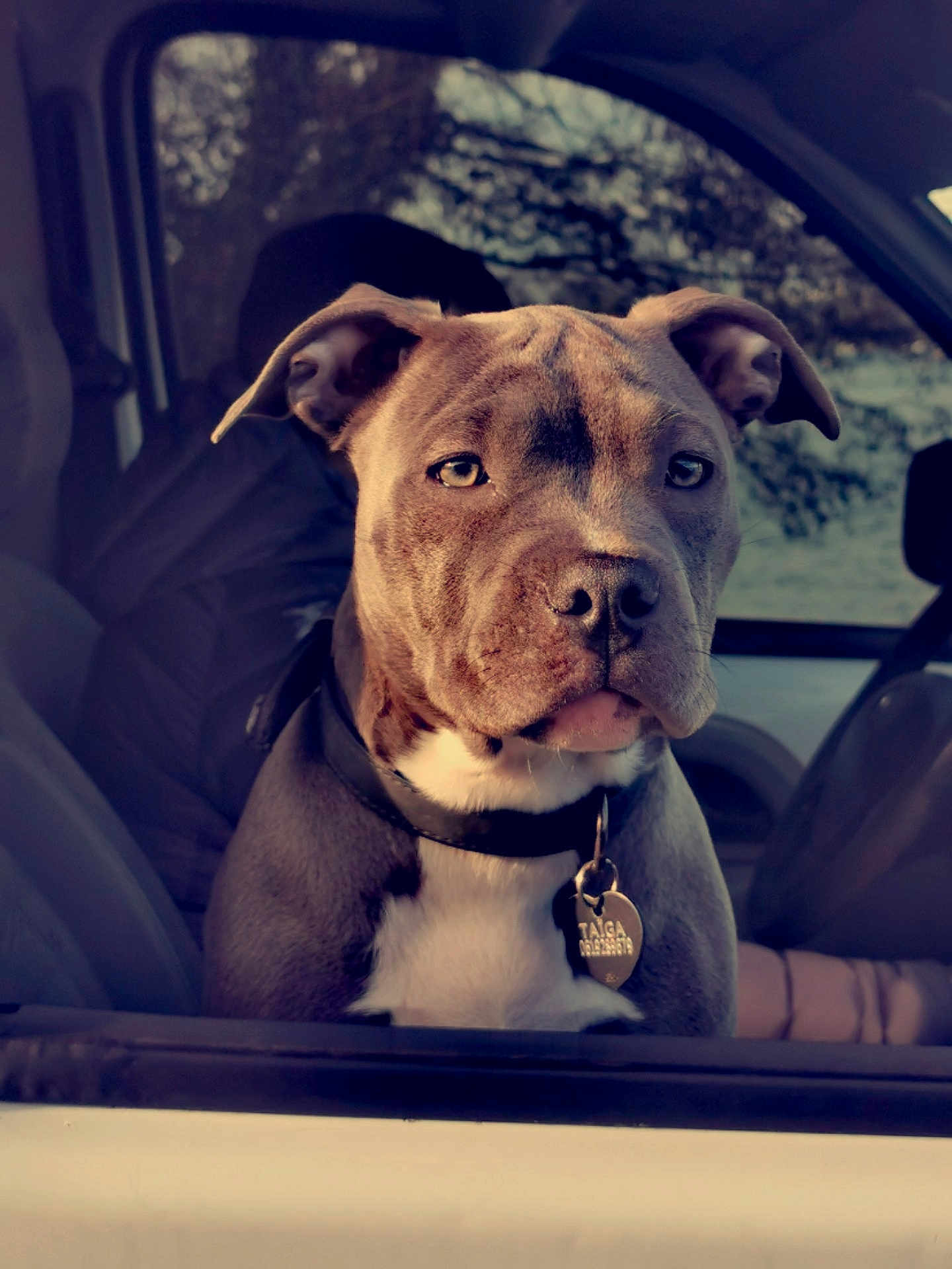 Taïga