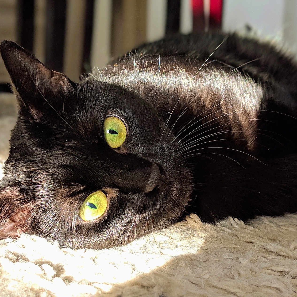 Maya participe au concours pour gagner de l'argent avec cette photo : abyssinian, animal, blackcat, cat, kitten, manx, pet