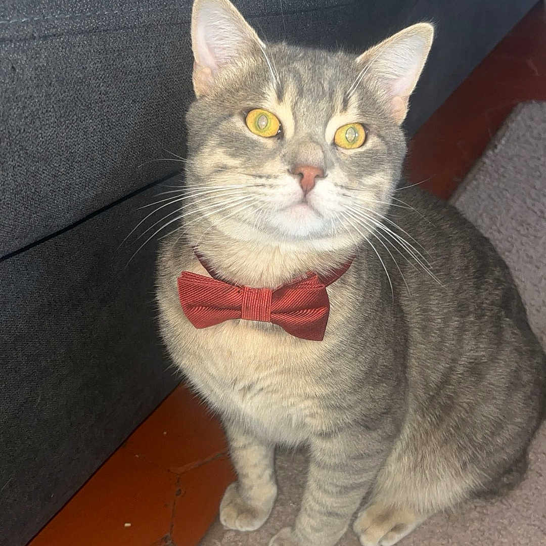 Mounet a rejoint le concours — aidez-le/la à gagner de superbes lots ! abyssinian, accessories, animal, bowtie, cat, clothing, couch, cushion, face, formalwear, furniture, head, homedecor, indoors, kitten, manx, pants, pet, strap, tie