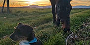 Pablo a rejoint le concours — aidez-le/la à gagner de superbes lots ! animal, blue_bandana, dog, farm, field, grass, grazing, greenery, horse, mammal, mountains, nature, outdoor, pasture, peaceful, rural, scenic, sky, sunlight, sunset