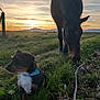 animal, blue_bandana, dog, farm, field, grass, grazing, greenery, horse, mammal, mountains, nature, outdoor, pasture, peaceful, rural, scenic, sky, sunlight, sunset