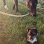 animal, brown_horse, canine, dog, equine, evening_light, farm, field, grass, grazing, green_grass, horse, leash, nature, outdoor, pet, rural, small_dog, sunlight, tongue_out