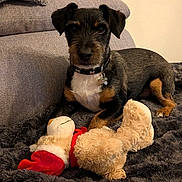 Pablo a rejoint le concours — aidez-le/la à gagner de superbes lots ! dog, puppy, toy, plush_toy, blanket, sofa, couch, indoor, pet, fur, collar, animal, brown, black, white, relaxed, lying_down, home, cute, companion