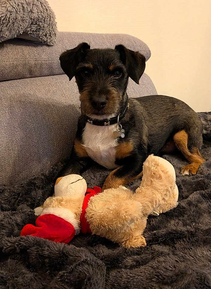 Pablo a rejoint le concours — aidez-le/la à gagner de superbes lots ! dog, puppy, toy, plush_toy, blanket, sofa, couch, indoor, pet, fur, collar, animal, brown, black, white, relaxed, lying_down, home, cute, companion