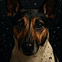Fun participe au concours pour gagner de l'argent avec cette photo : dog, portrait, close_up, raindrops, glass, moody, dark_background, ears, eyes, animal, pet, brown, black, white, wet, reflection, face, fur, snout, expression