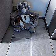 Fun a rejoint le concours — aidez-le/la à gagner de superbes lots ! dog, pet_bed, stuffed_animal, triceratops, plush, floor_tiles, indoor, corner, light, shadow, white_wall, small_dog, resting, brown_and_white, ears, paws, looking, cozy, comfortable, home