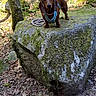 dog, dachshund, rock, forest, moss, tree, leaves, sunlight, harness, outdoor, nature, pet, animal, canine, brown_dog, standing, ground, rope, woodland, daylight