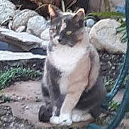 Cammie is registered to the contest to win money with this photo: cat, calico_cat, outdoor, stone_path, rocks, garden, greenery, feline, pet, animal, sitting, blurred, nature, fur, wildlife, resting, quiet, garden_furniture, plant, calm