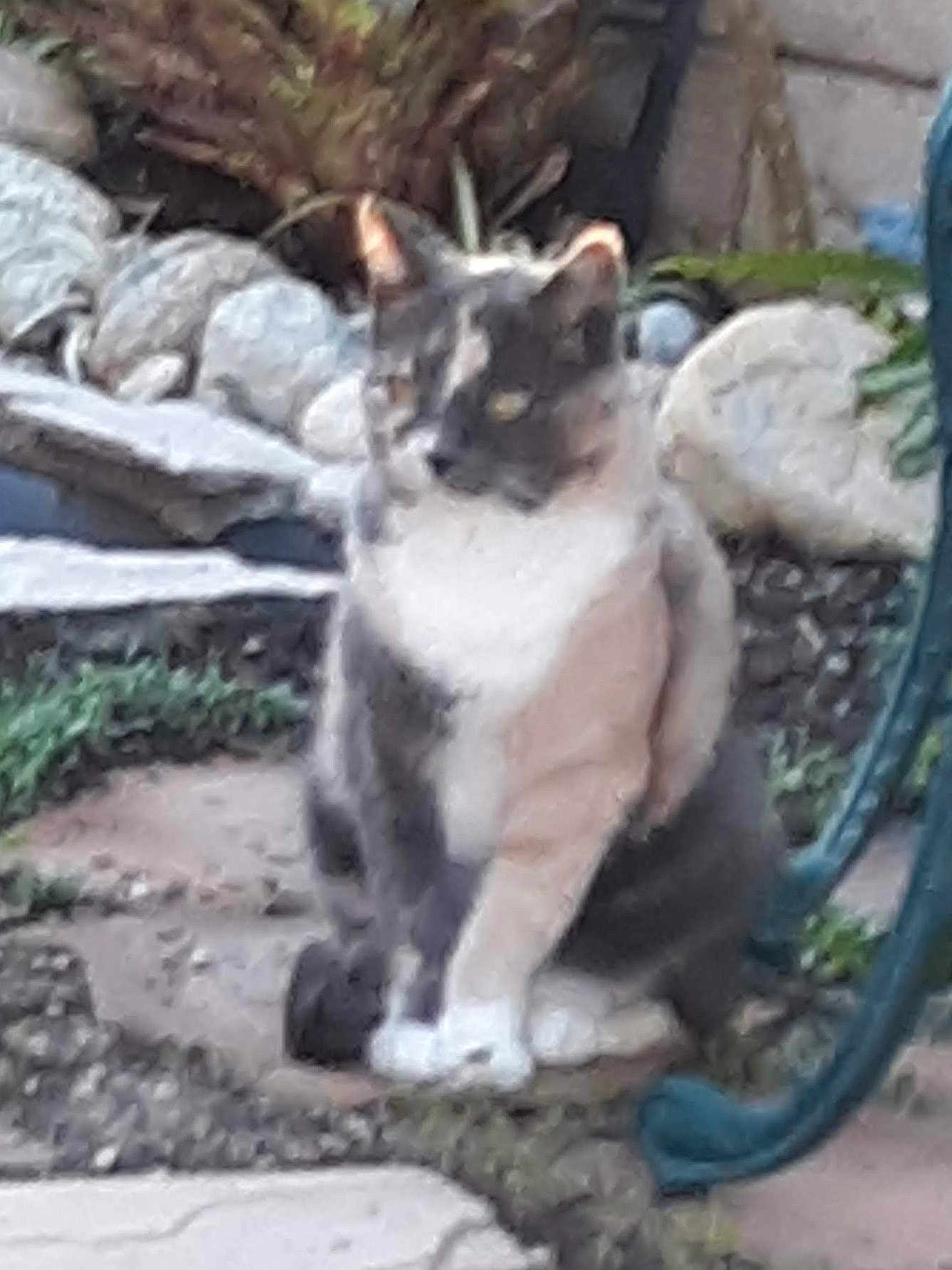 Cammie is registered to the contest to win money with this photo: cat, calico_cat, outdoor, stone_path, rocks, garden, greenery, feline, pet, animal, sitting, blurred, nature, fur, wildlife, resting, quiet, garden_furniture, plant, calm