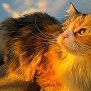 Scarlett joined the competition — help win amazing prizes! animal, brown, calico, cat, closeup, cute, domestic_cat, feline, fluffy, fur, golden_hour, indoor, orange, pet, relaxed, shadow, sunlight, texture, whiskers, white