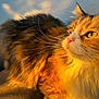 animal, brown, calico, cat, closeup, cute, domestic_cat, feline, fluffy, fur, golden_hour, indoor, orange, pet, relaxed, shadow, sunlight, texture, whiskers, white