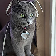 Grey is registered to the contest to win money with this photo: cat, gray_cat, green_eyes, ribbon, playful, collar, heart_tag, indoor, window_light, cushion, pet, feline, curious, whiskers, fur, animal, domestic, portrait, side_view, cute
