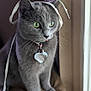 cat, gray_cat, green_eyes, ribbon, playful, collar, heart_tag, indoor, window_light, cushion, pet, feline, curious, whiskers, fur, animal, domestic, portrait, side_view, cute