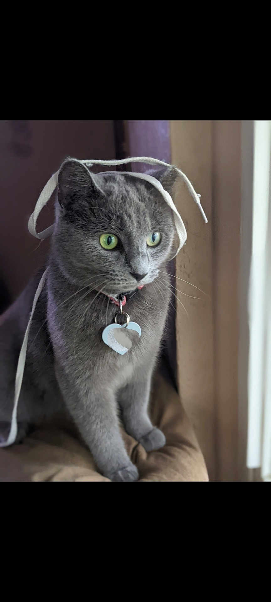 Grey