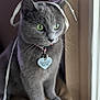 Grey is registered to the contest to win money with this photo: cat, gray_cat, green_eyes, indoor, cushion, window_light, collar, heart_shaped_tag, shoelace, playing, pet, animal, feline, curious, sitting, soft_light, close_up, domestic_cat, cute, cozy