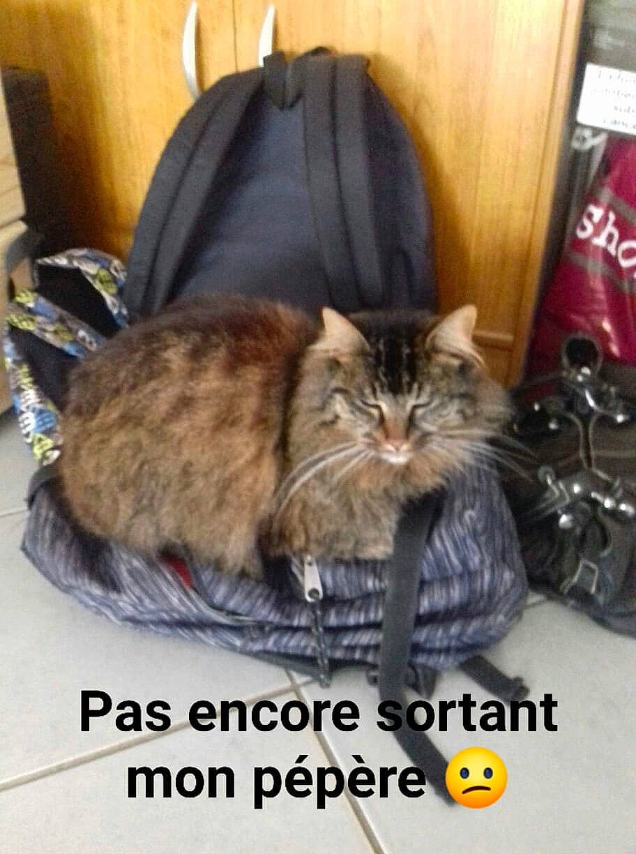 Niouky participe au concours pour gagner de l'argent avec cette photo : asian, carnivore, cat, cymric, domestic_long_haired_cat, domestic_short_haired_cat, european_shorthair, felidae, kitten, maine_coon, norwegian_forest_cat, persian, photo_caption, photography, small_to_medium_sized_cats, whiskers