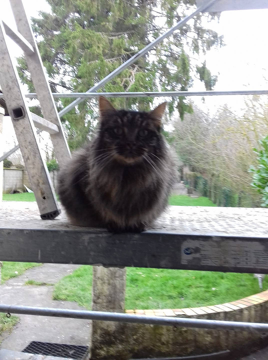 Niouky participe au concours pour gagner de l'argent avec cette photo : british_longhair, british_semi_longhair, carnivore, cat, domestic_long_haired_cat, felidae, maine_coon, mammal, norwegian_forest_cat, persian, small_to_medium_sized_cats, whiskers