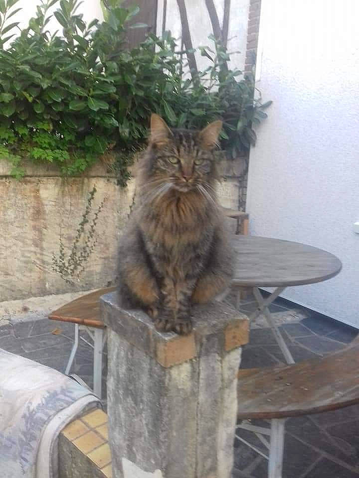 Niouky a rejoint le concours — aidez-le/la à gagner de superbes lots ! british_longhair, carnivore, cat, domestic_long_haired_cat, domestic_short_haired_cat, european_shorthair, fawn, felidae, houseplant, kitten, maine_coon, norwegian_forest_cat, persian, small_to_medium_sized_cats, tabby_cat, tail, whiskers, wild_cat