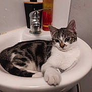 Youki a rejoint le concours — aidez-le/la à gagner de superbes lots ! cat, tabby_cat, sink, bathroom, soap_dispenser, bottle, pet, animal, relaxed, feline, domestic_cat, fur, whiskers, paw, ears, face, water_faucet, white, black, gray