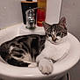 cat, tabby_cat, sink, bathroom, soap_dispenser, bottle, pet, animal, relaxed, feline, domestic_cat, fur, whiskers, paw, ears, face, water_faucet, white, black, gray