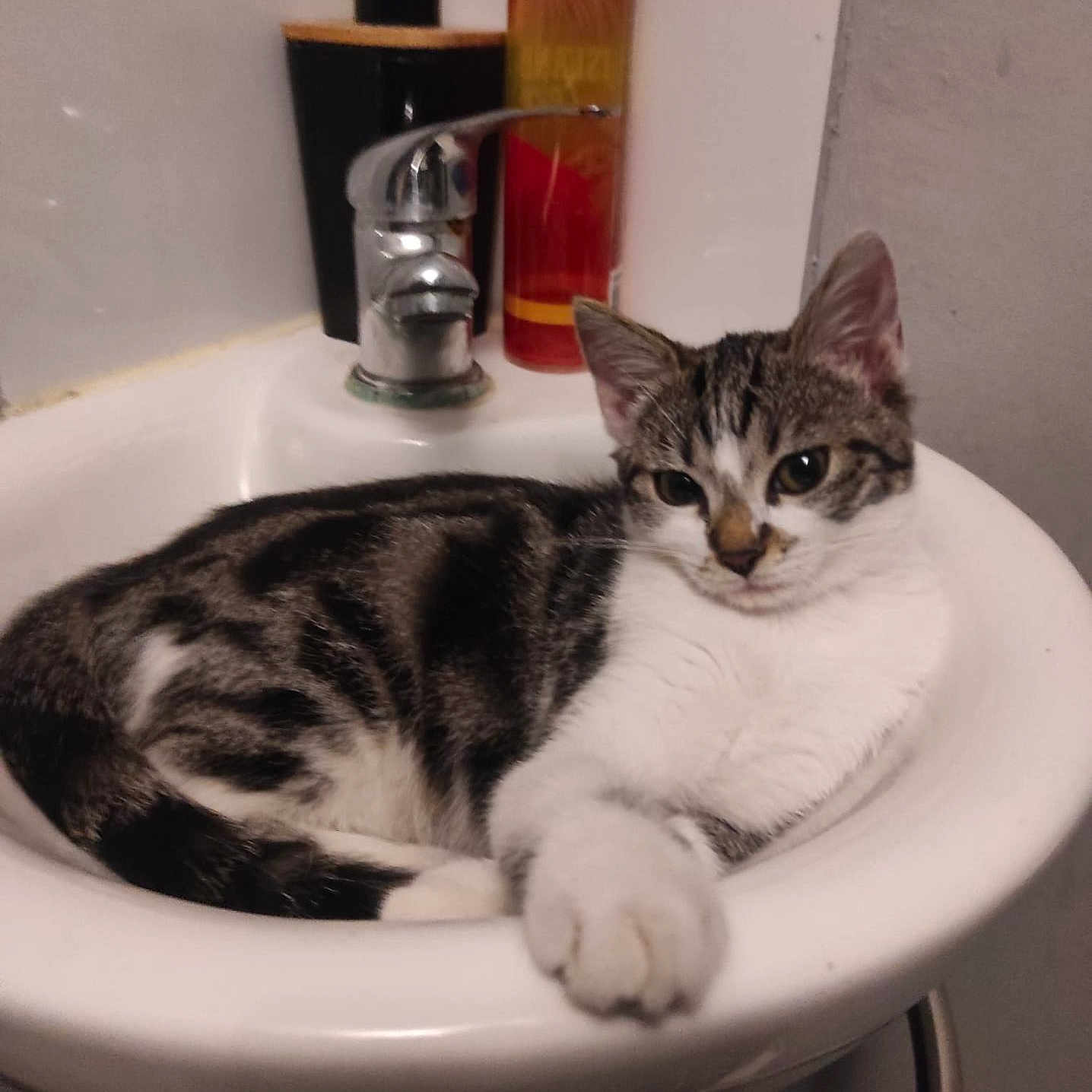 Youki a rejoint le concours — aidez-le/la à gagner de superbes lots ! animal, bathroom, black, bottle, cat, domestic_cat, ears, face, feline, fur, gray, paw, pet, relaxed, sink, soap_dispenser, tabby_cat, water_faucet, whiskers, white