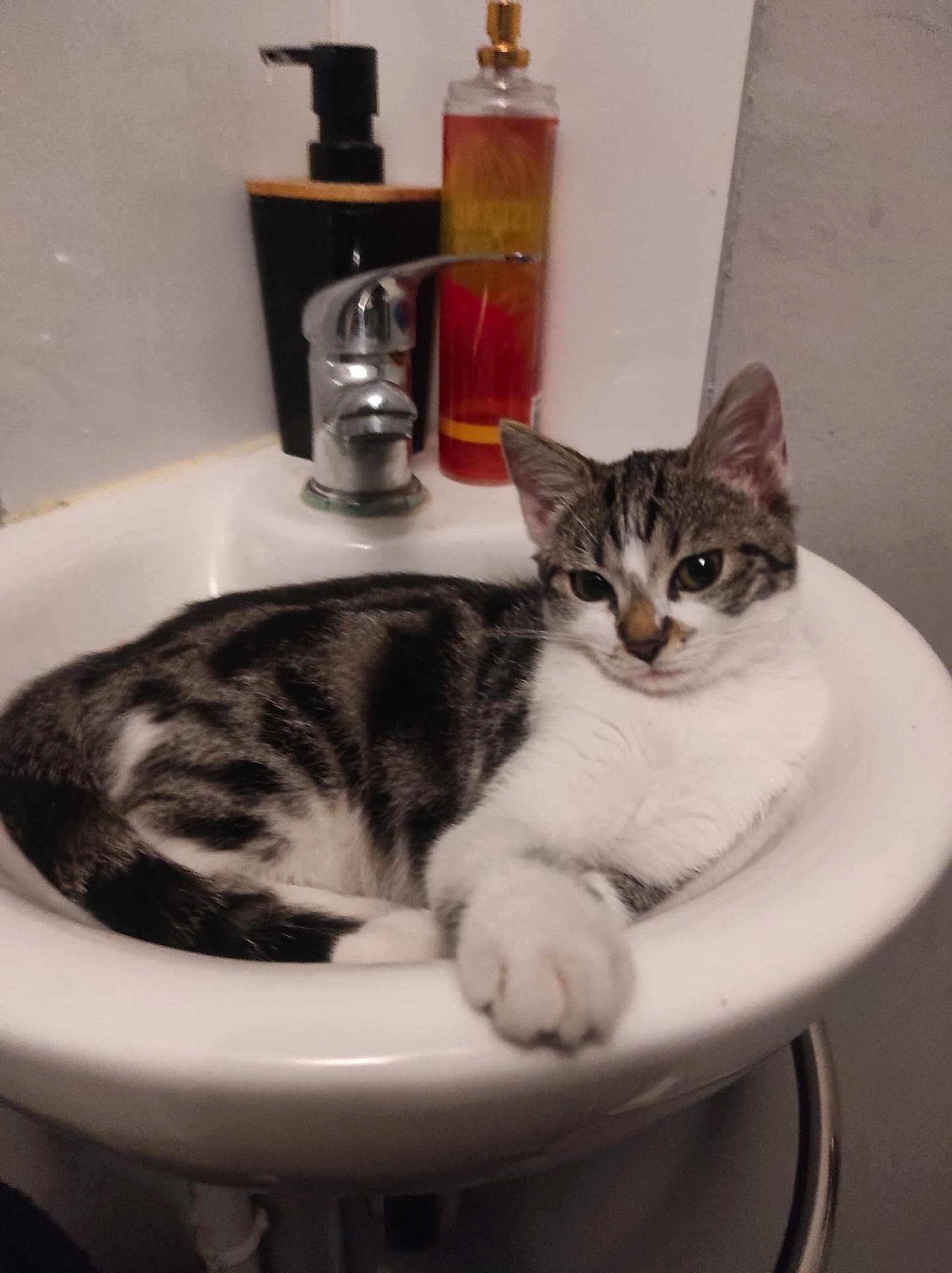 Youki a rejoint le concours — aidez-le/la à gagner de superbes lots ! cat, tabby_cat, sink, bathroom, soap_dispenser, bottle, pet, animal, relaxed, feline, domestic_cat, fur, whiskers, paw, ears, face, water_faucet, white, black, gray