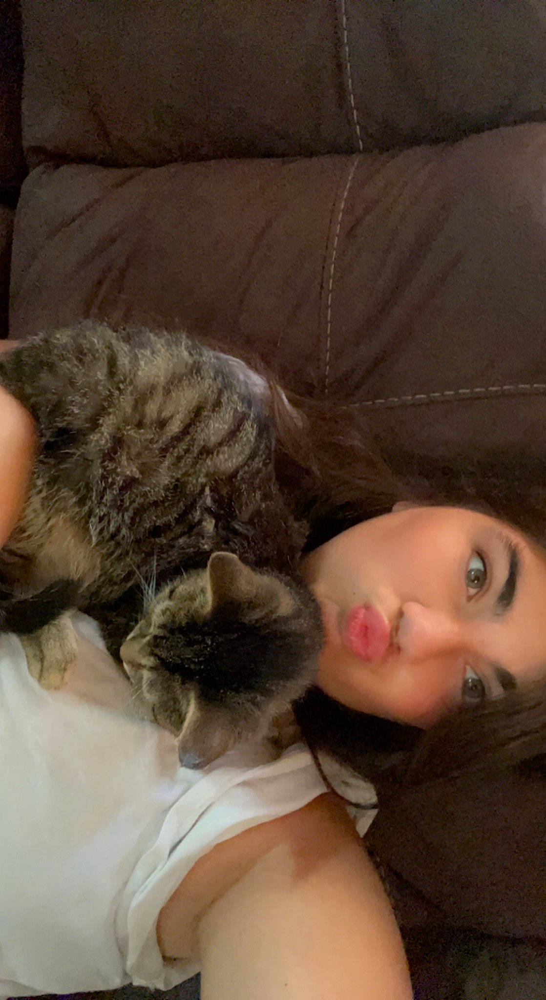 Monkey is registered to the contest to win money with this photo: carnivore, cat, claw, comfort, couch, doll, domestic_short_haired_cat, eyelash, fawn, felidae, fur, lap, nap, small_to_medium_sized_cats, toy, whiskers