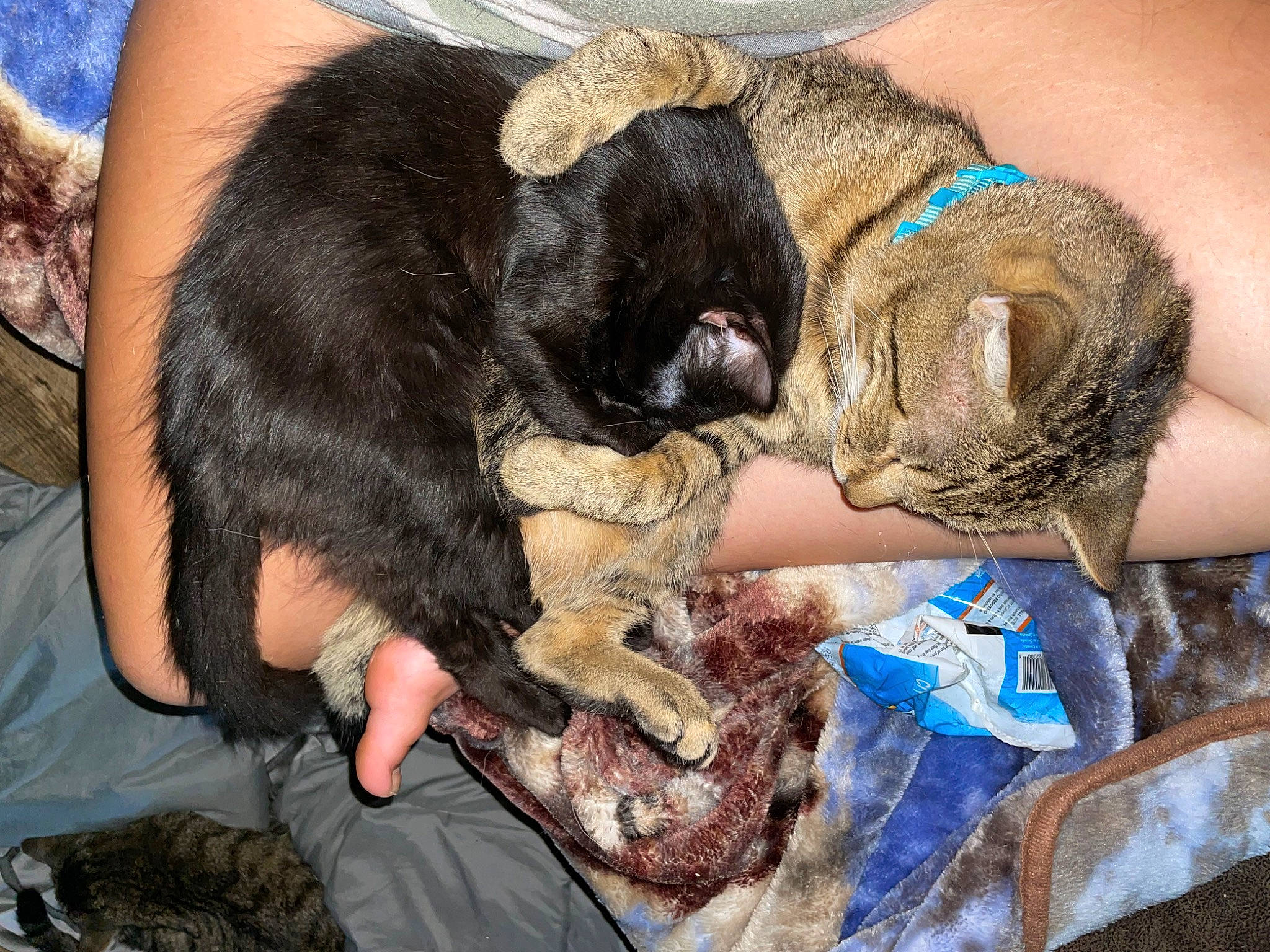 Cubby joined the competition — help win amazing prizes! canidae, carnivore, claw, comfort, companion_dog, dog_breed, fawn, felidae, fur, nail, paw, puppy, small_to_medium_sized_cats, snout, sporting_group, tail, whiskers, working_animal, wrist