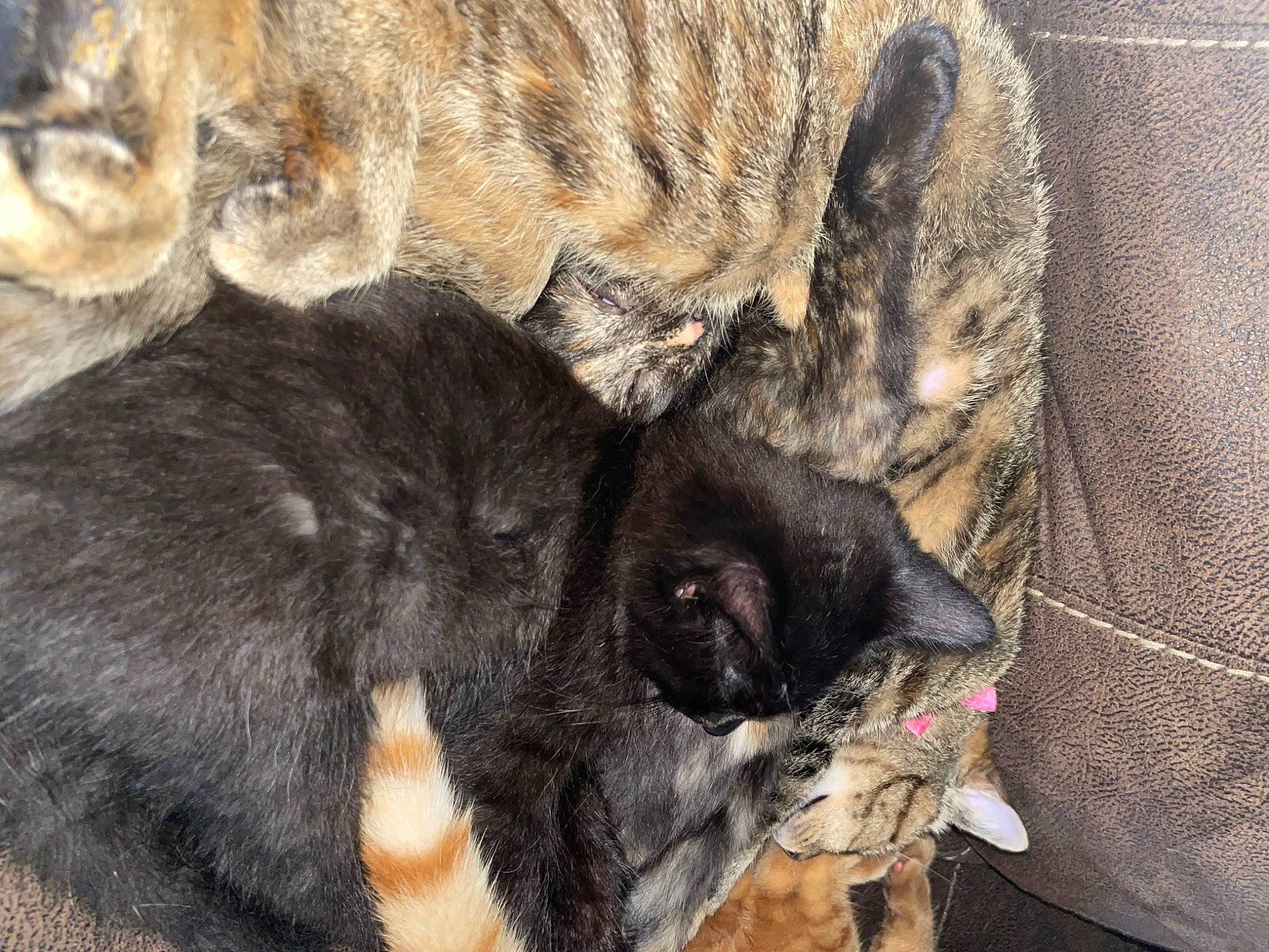 Cubby is registered to the contest to win money with this photo: carnivore, cat, cat_supply, claw, comfort, dog_breed, domestic_short_haired_cat, felidae, fur, mammal, nap, paw, sleep, small_to_medium_sized_cats, snout, sporting_group, tail, terrestrial_animal, vertebrate, whiskers