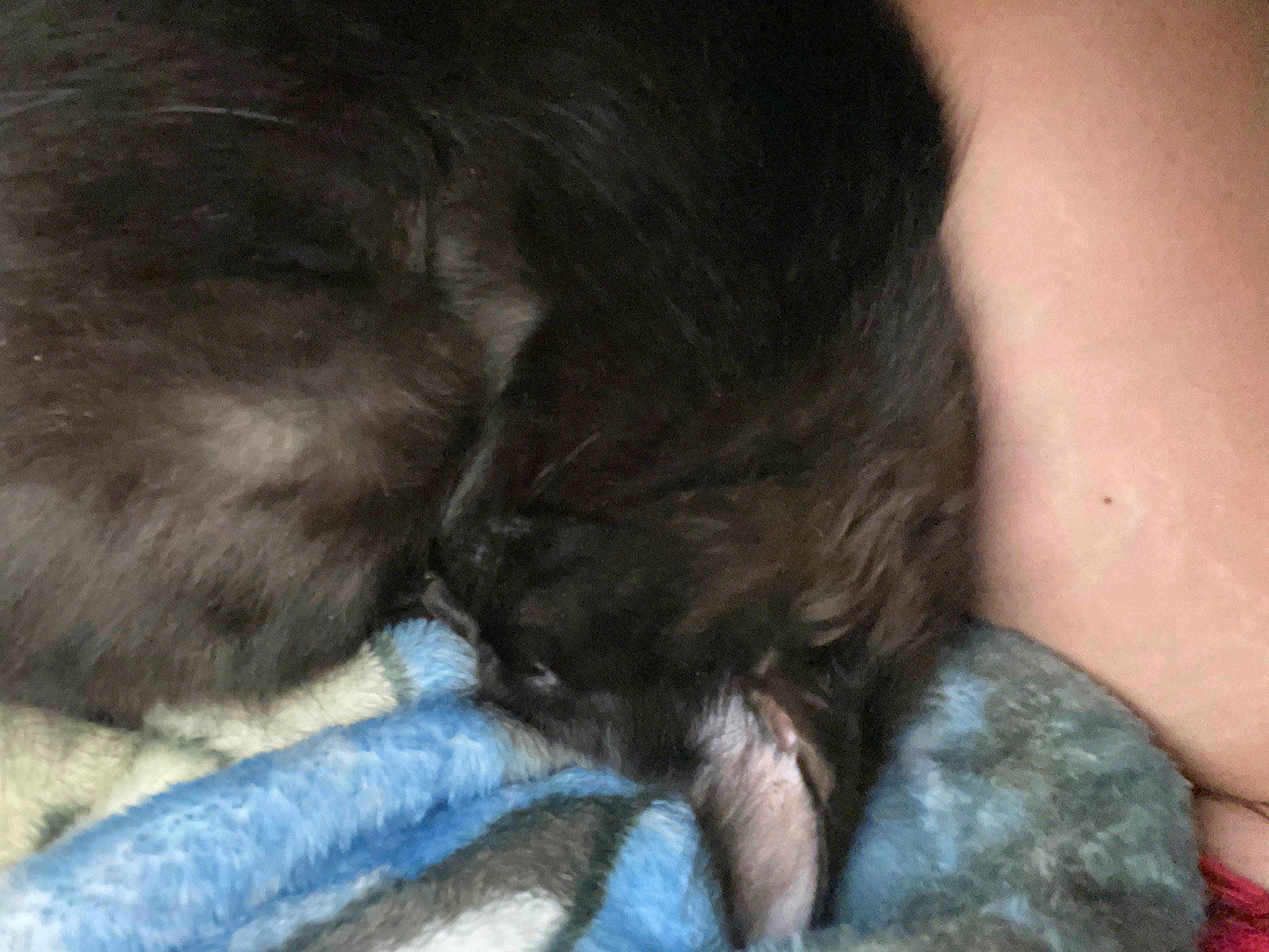 Cubby joined the competition — help win amazing prizes! black_cat, canidae, carnivore, cat, claw, comfort, companion_dog, dog_breed, domestic_short_haired_cat, fawn, felidae, gesture, human_leg, liver, nap, small_to_medium_sized_cats, snout, sporting_group, tail, whiskers