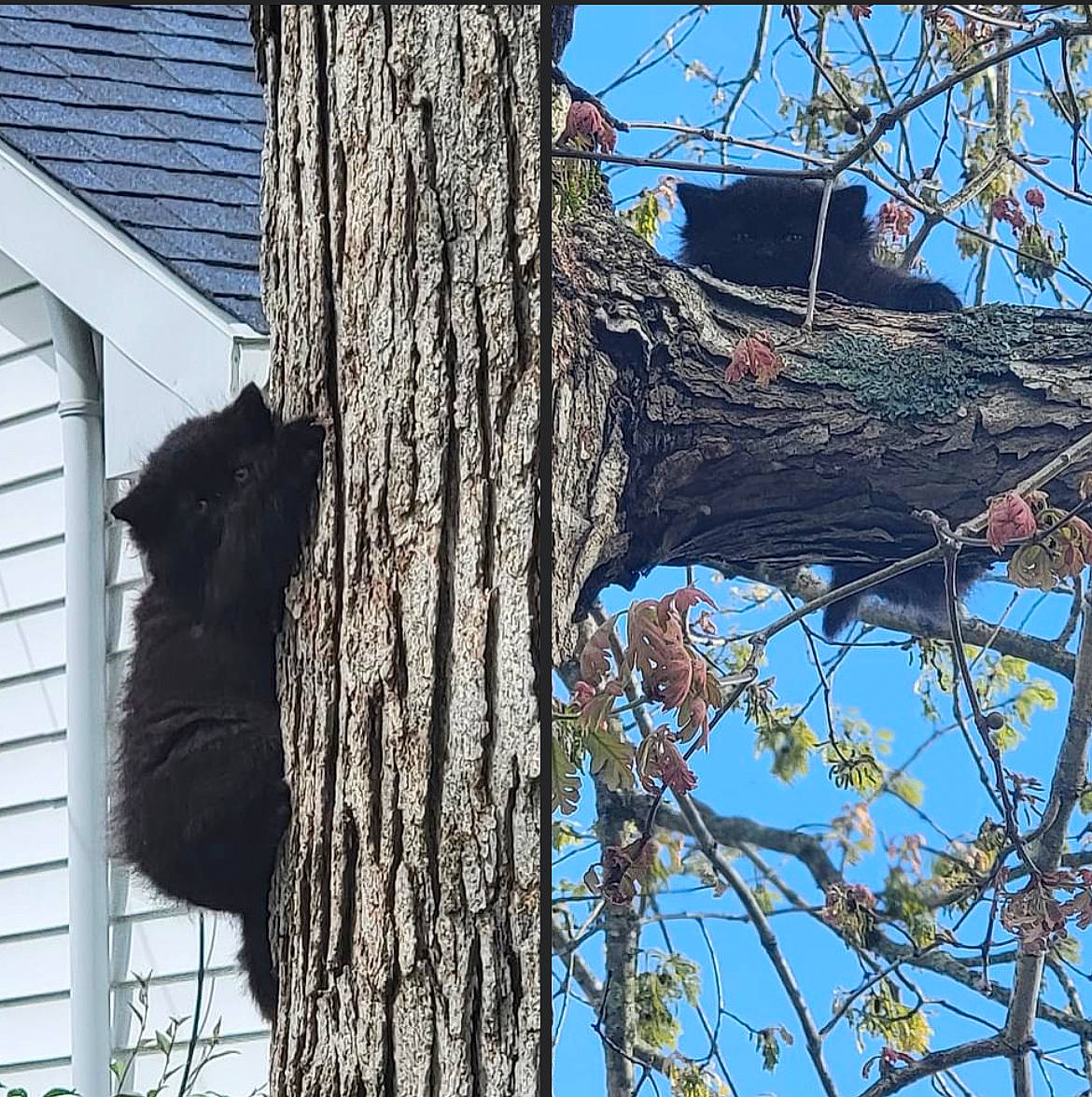 Cubby joined the competition — help win amazing prizes! building, electric_blue, house, plant, plant_stem, roof, siding, sky, tail, terrestrial_animal, tints_and_shades, tree, trunk, twig, wildlife, window, winter, wood, woody_plant