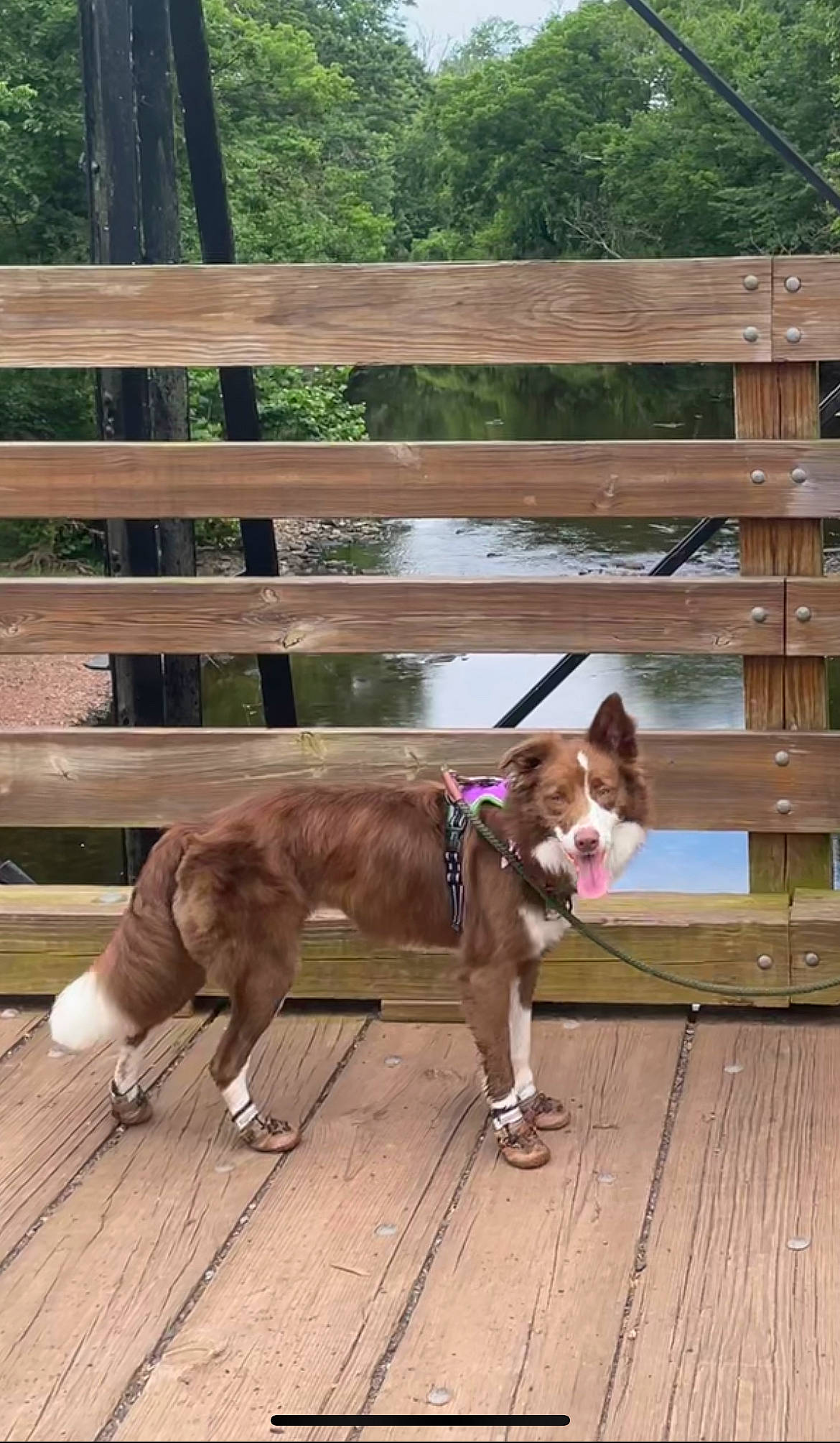 Blair is registered to the contest to win money with this photo: carnivore, collar, companion_dog, dog, dog_breed, dog_collar, fawn, fence, leash, liver, mammal, pet_supply, plant, snout, split_rail_fence, sporting_group, tree, vertebrate, wood, working_animal