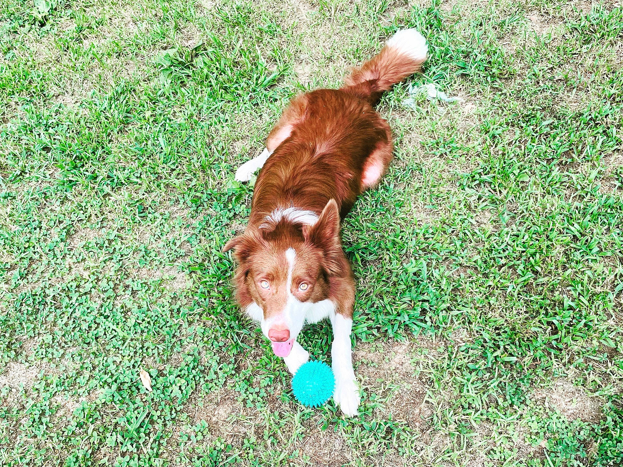 Blair joined the competition — help win amazing prizes! canidae, carnivore, companion_dog, dog, dog_breed, fawn, fur, grass, grass_family, grassland, groundcover, human_leg, lawn, liver, pasture, people_in_nature, plant, sporting_group, tail, working_animal