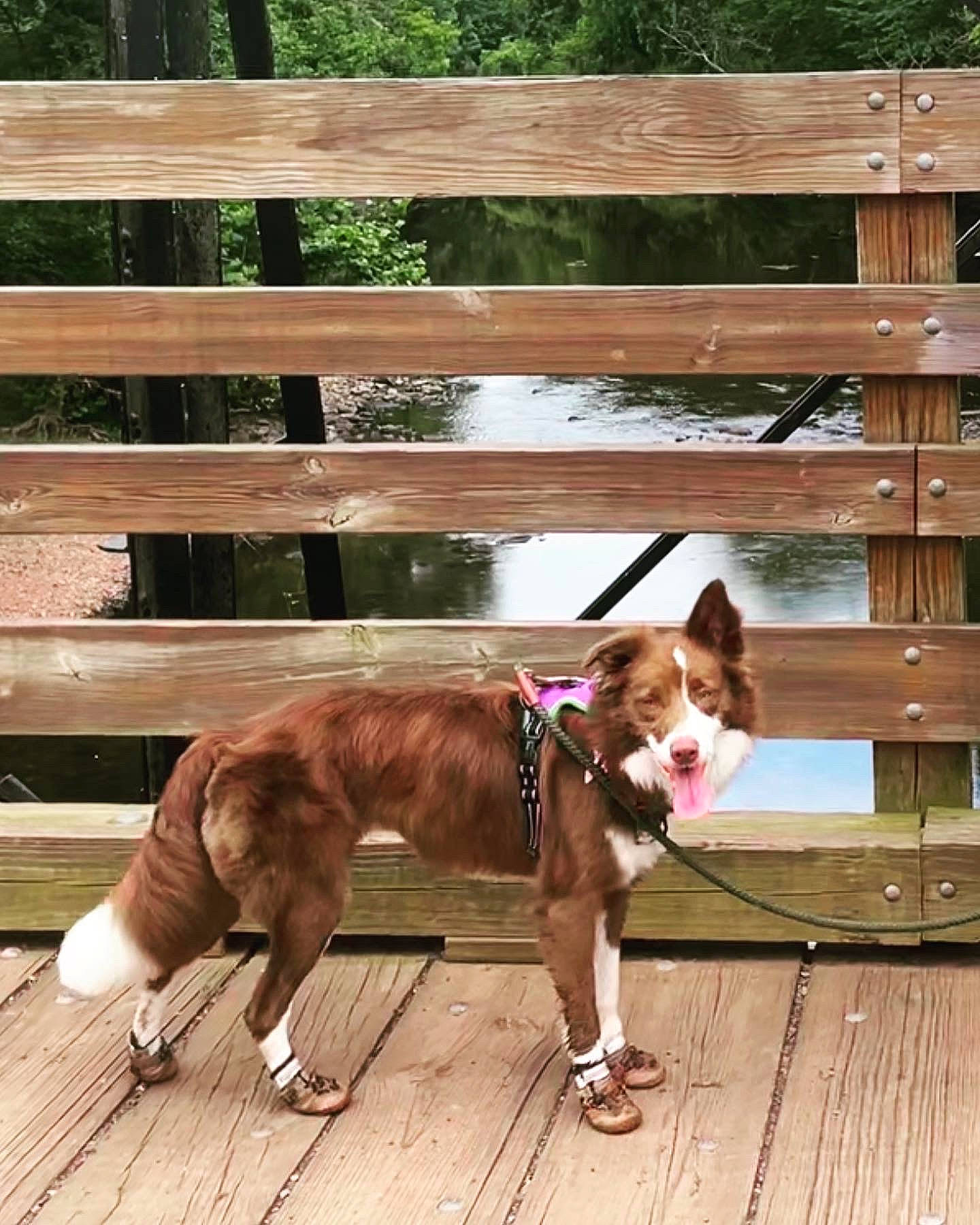 Blair is registered to the contest to win money with this photo: carnivore, collar, companion_dog, dog, dog_breed, dog_collar, fawn, fence, hardwood, home_fencing, leash, liver, pet_supply, plant, split_rail_fence, sporting_group, tail, tree, wood, working_animal